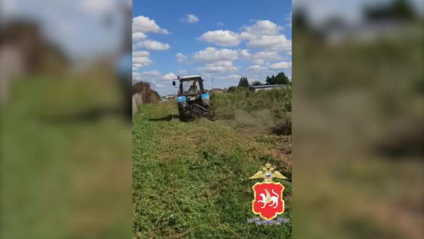 Полицейские Татарстана уничтожили 14 очагов дикорастущей конопли 14/08/2026 &ndash; Новости