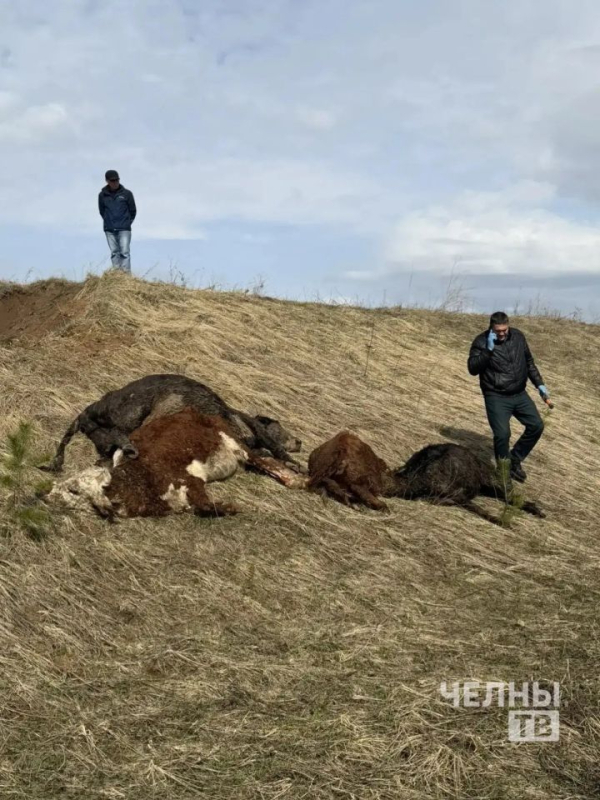 Пробы с трупов телят в Тукаевском районе не выявили опасных заболеваний