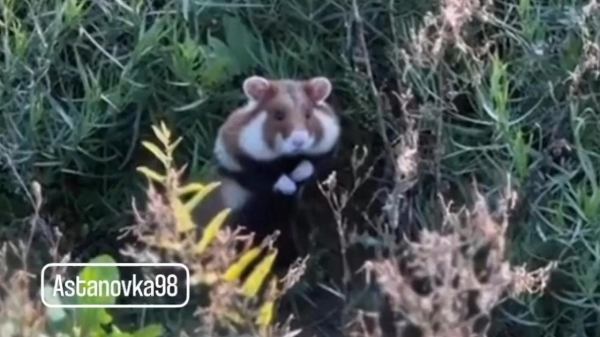 Дикого хомяка встретила жительница Астаны в парке (видео)