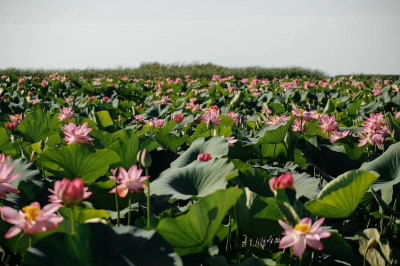 С Курмангазы до Тениза: как добраться на Lotus Fest – 2025