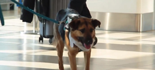 Стресс перед полетом: пассажиры могут пообщаться с собаками в аэропорту Красноярска