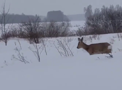 Косулю спасли из снежного плена под Свияжском - видео 01/03/2026 &ndash; Новости