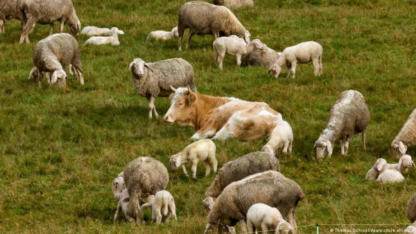 Корова сбежала с фермы и подружилась со стадом овец