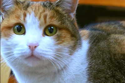 Бесплатные прививки от бешенства: как в Атырауской области защищают питомцев