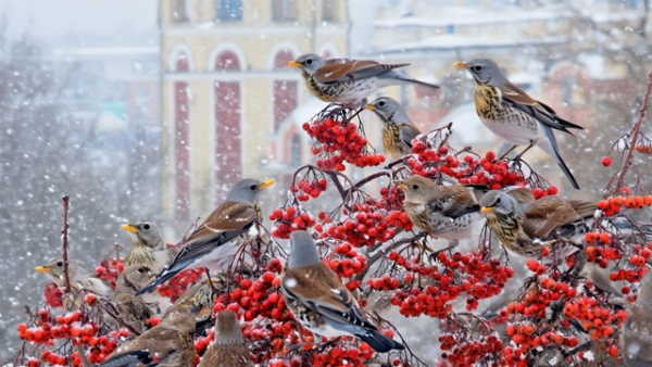 &laquo;Пищевые войны&raquo; на рябине: как стаи дроздов вытесняют снегирей в Татарстане