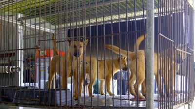 Полмиллиона собак могут усыпить после нового закона в Южной Корее