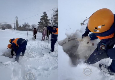 Собака провалилась в колодец в Актобе