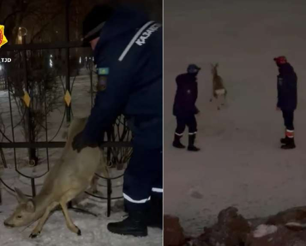 Застрявшую в заборе косулю спасли в Кокшетау – видео