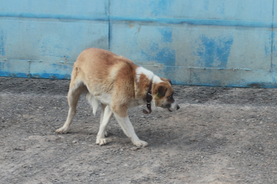 Казанцев просят поддержать животных из приютов на фестивале WOOF