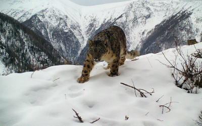 Академия наук Кыргызстана и КФУ готовят исследования на тему снежных барсов