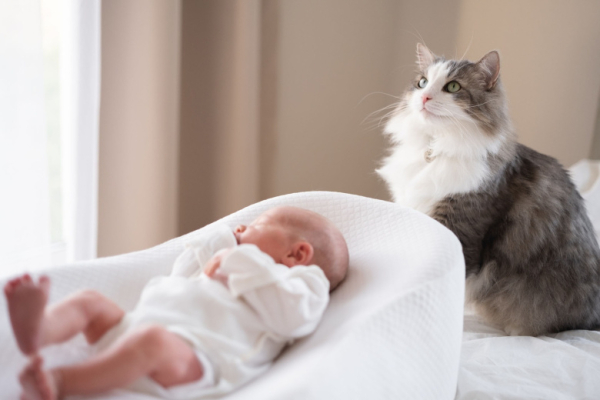 Кошатникам ответили, как подготовить питомца к появлению в доме младенца