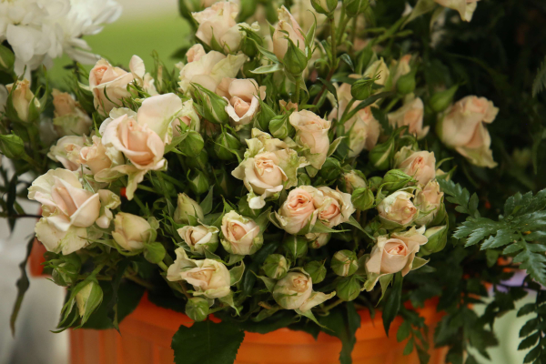 Казахстан импортировал цветы на 61 млн долларов