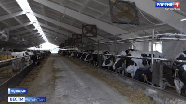 В Казани усилили контроль за мясом из-за вспышки пастереллёза в соседней Чувашии