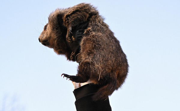 Сурок Фил из США дал предсказание по наступлению весны