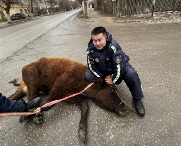 В Актобе полицейские устроили погоню за коровой