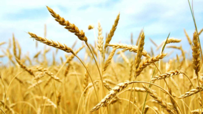Экспорт казахстанского зерна в сопредельные страны продолжает расти