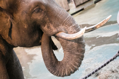 СМИ: Дикий слон атаковал машину с&nbsp;туристами из&nbsp;Казани на&nbsp;Шри-Ланке