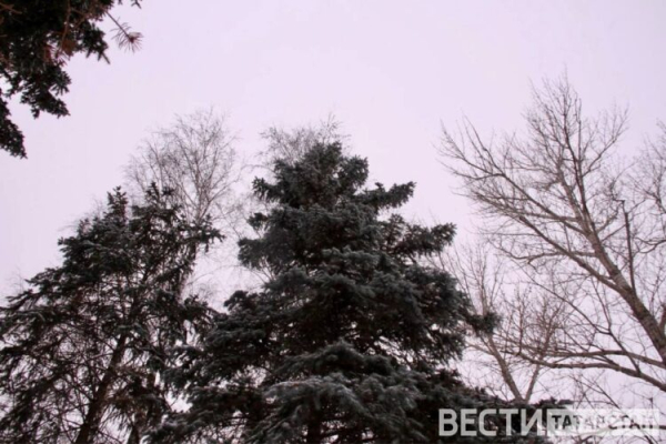 В Татарстане планируют провести авиапатрулирование лесов стоимостью 15 млн рублей