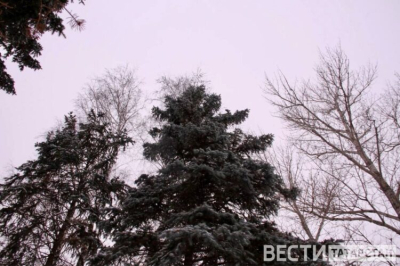 В Татарстане планируют провести авиапатрулирование лесов стоимостью 15 млн рублей