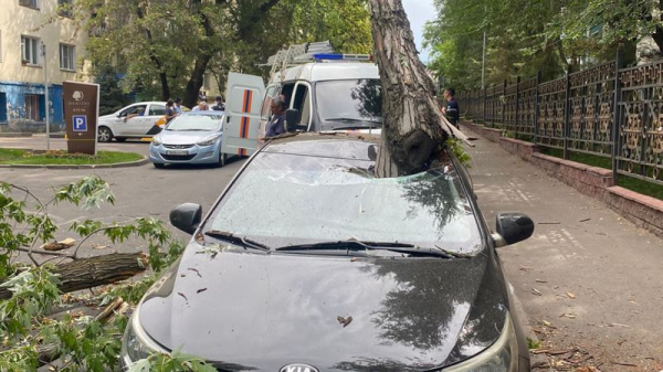 В Алматы рухнувшее дерево пробило автомобиль