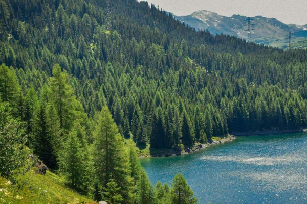 В каких областях меньше всего леса, посчитали в Минэкологии