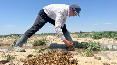 «Уничтожает всё на своём пути». Фермеры Туркестанской области борются с нашествием саранчи