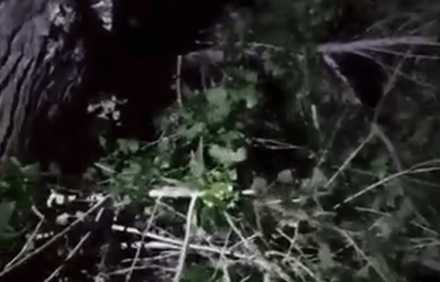 В Казахстане женщина выпала из окна и застряла на дереве