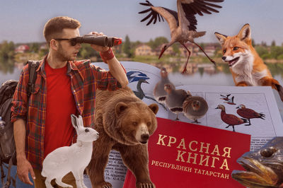 В&nbsp;Татарстане выросла популяция лосей, оленей и&nbsp;косуль