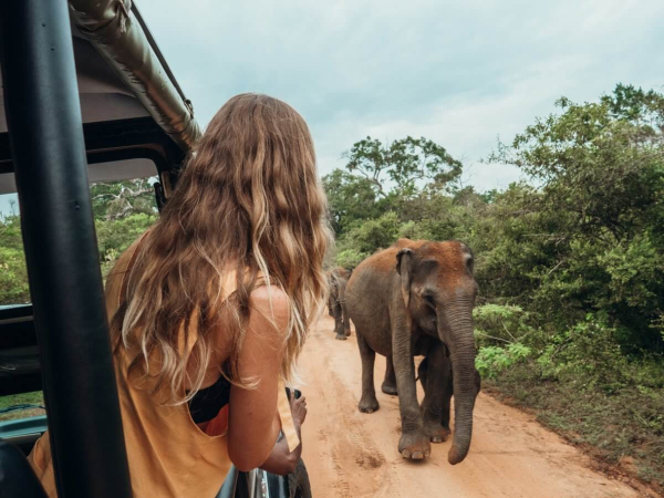 Пятитонный слон напал на автомобиль с туристами (ВИДЕО)