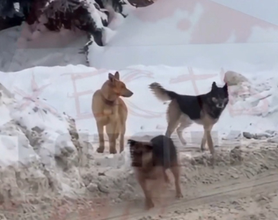 &laquo;Окружили и пытались укусить&raquo;: стая собак напала на подростка в Казани