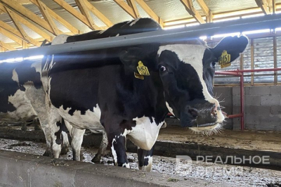 В Новосибирской области ввели режим ЧС из‑за бешенства &mdash; местные жалуются, что у них забирают здоровую скотину