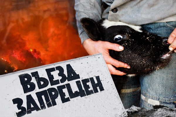 В&nbsp;Чувашии у&nbsp;скота обнаружили пастереллез. В&nbsp;регионе частично объявлен карантин