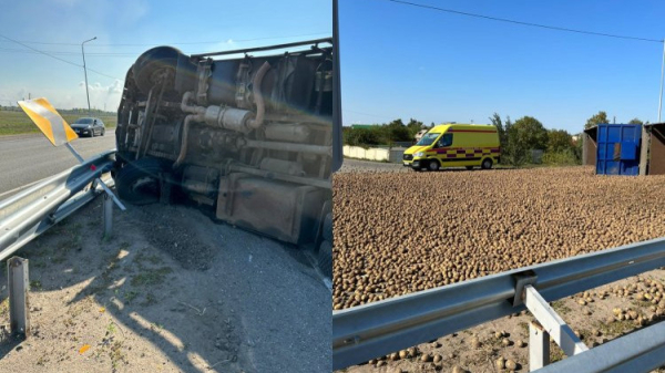 Картофелем засыпало трассу в Павлодаре