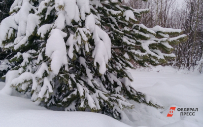 Без телефона и карт: житель Карелии скрывался в лесу почти десятилетие