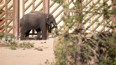 Плесень на полу, разрушенные стены, больные животные: в "Казанском зооботсаду" провели проверку 04/02/2026 &ndash; Новости