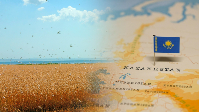 Казахстан намерен экспортировать переработанную саранчу