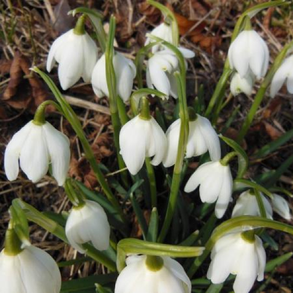 В начале недели местами в Татарстане воздух прогреется до +12 градусов