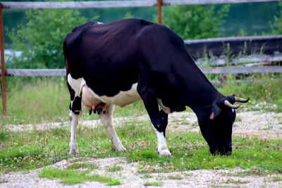 В Новосибирской области изымают и уничтожают скот: причина