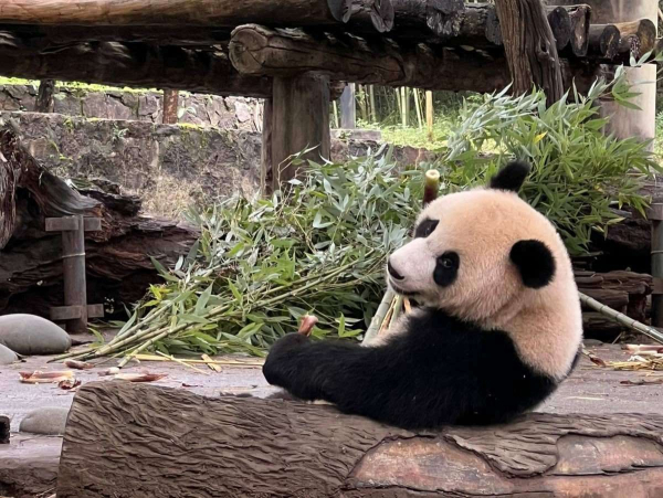В Китае усилили охрану мест обитания гигантских панд