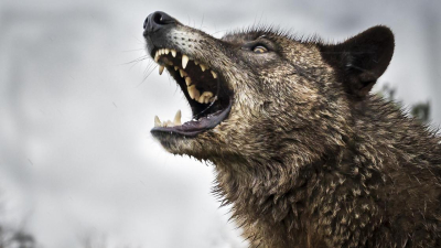 Волк зашел в частный дом и напал на людей в ВКО